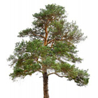 pine-trees-category-images