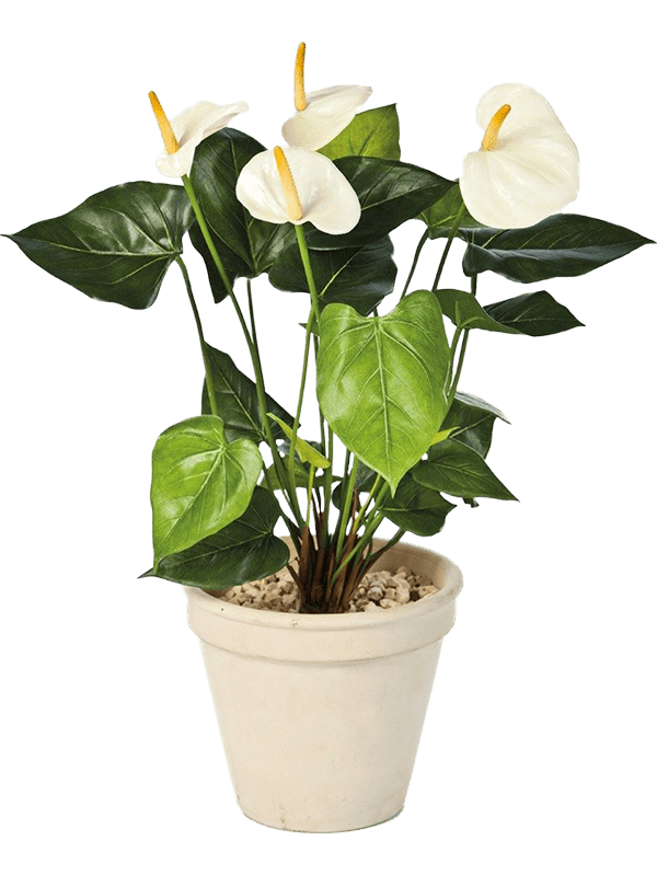 30/anthurium-de-luxe-8fw1108cr