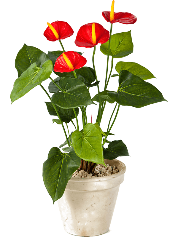30/anthurium-de-luxe-8fw1108r