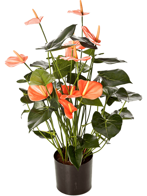 30/anthurium-de-luxe-8fw1109pk