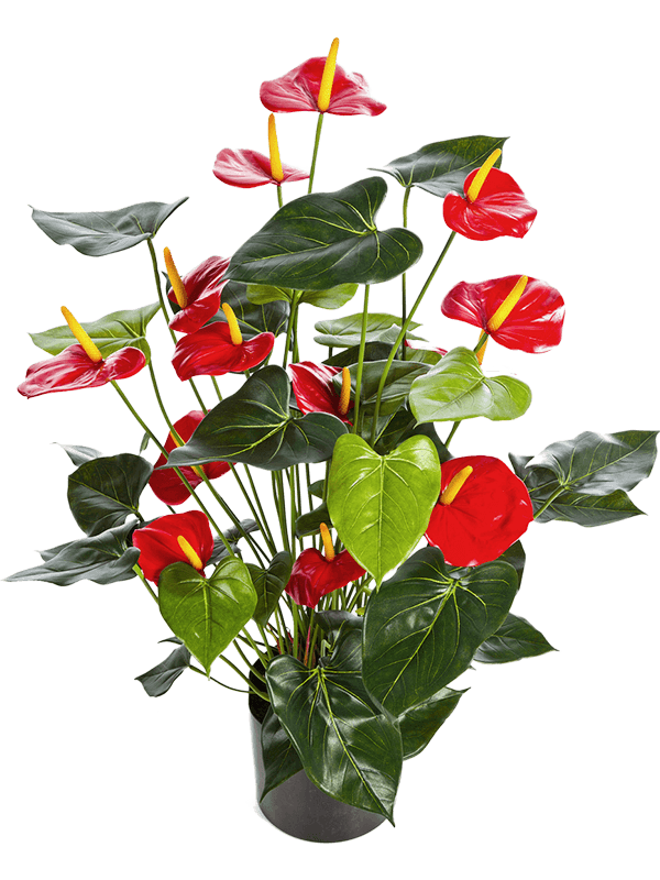 30/anthurium-de-luxe-8fw1109r