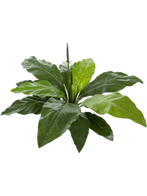 30/anthurium-jungle-king-8fw01020n