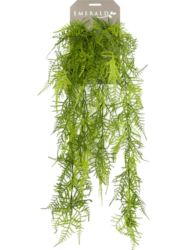30/asparagus-plumosus-8ee419267