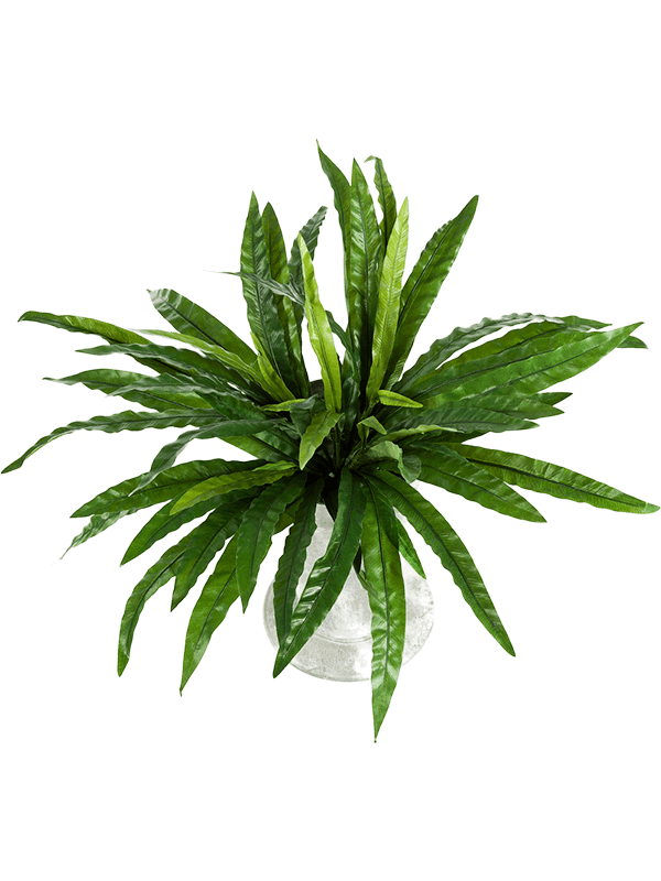 30/asplenium-8fw1308n