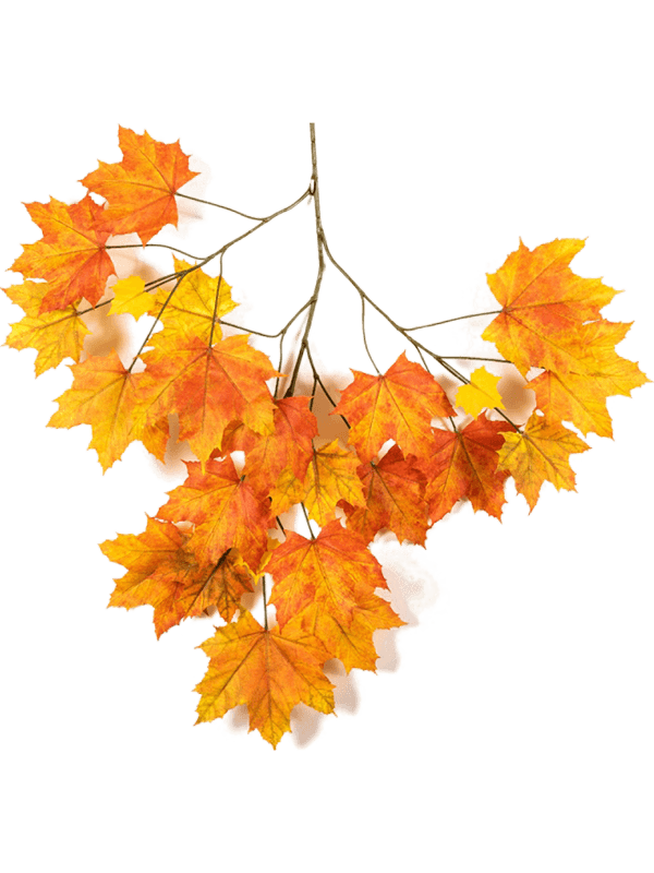30/autumn-sugar-maple-8fw01592n