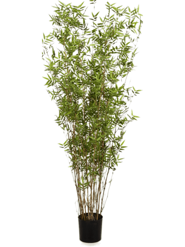 30/bamboo-oriental-8baortu30