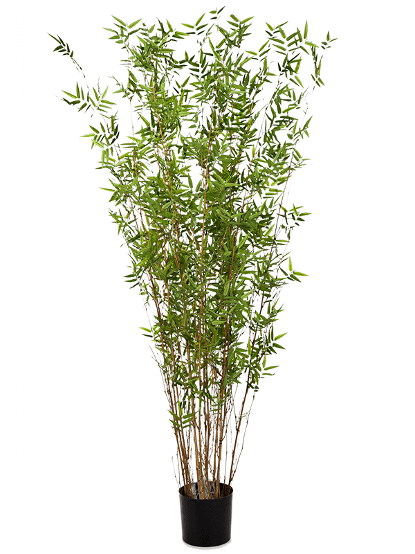 30/bamboo-oriental-8baortu40