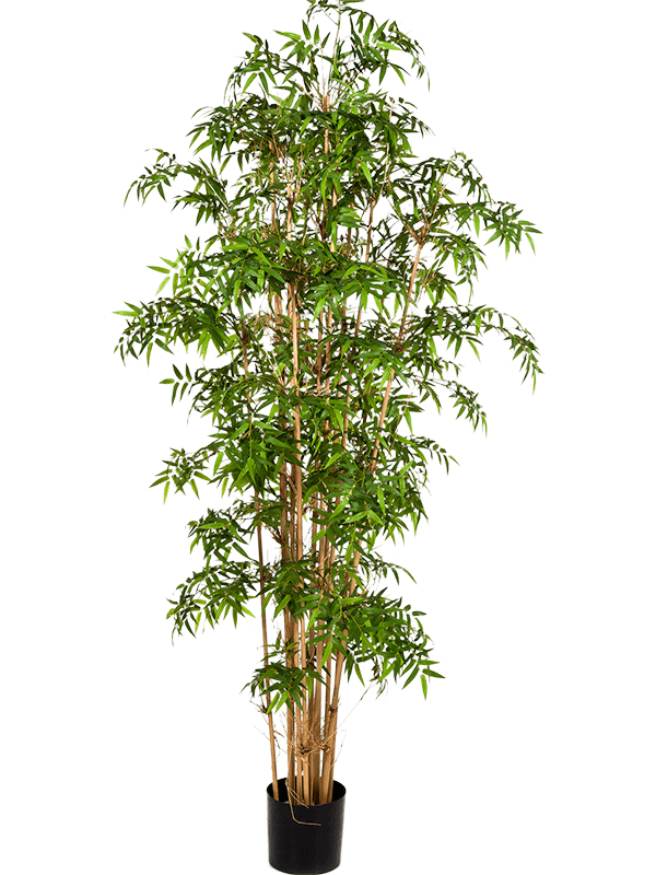 30/new-japanese-bamboo-8fw34106n