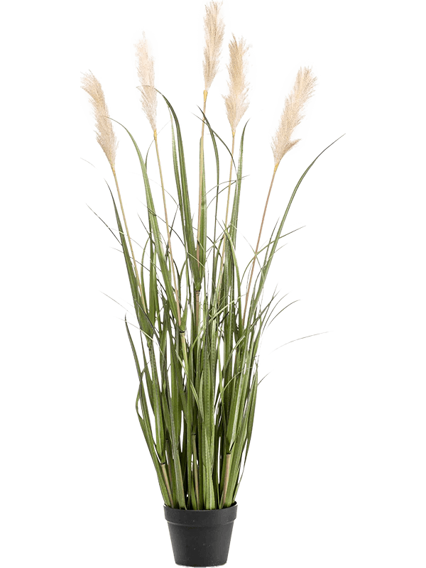 30/pampas-grass-8ee425506