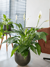 Кашпо Noor (Pot Velvet Green) Арт: 6PTR69693 1