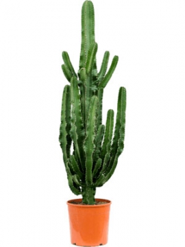 images/stories/virtuemart/product/nieuwkoop-plants/categories/cacti-and-succulents_euphorbia