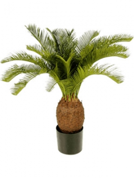 images/stories/virtuemart/product/nieuwkoop-plants/categories/palm-trees_cycas
