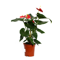 anthurium-andreanum-pandola-alabama-plant