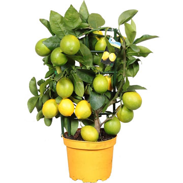 Цитрус Лимон Вулкан на решётке 19/60 см.
