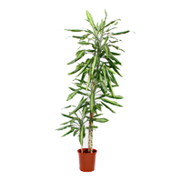 dracaena-fragrans-golden-coast-3-stem-130cm-plant