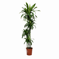 dracaena-janet-craig-4-stem-190cm-plant