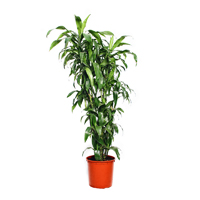 dracaena-janet-craig-branched-190cm-plant