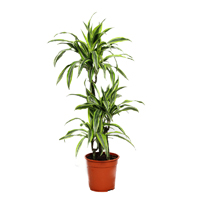 dracaena-lemon-lime-3-stem-100cm-plant