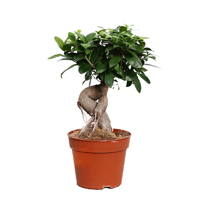 Фикус Микрокарпа, Высота 45 см. - Bonsai Ficus Microcarpa 45 cm.