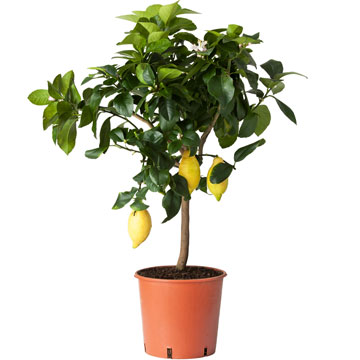 Лимонное дерево с плодами 19/60 см.