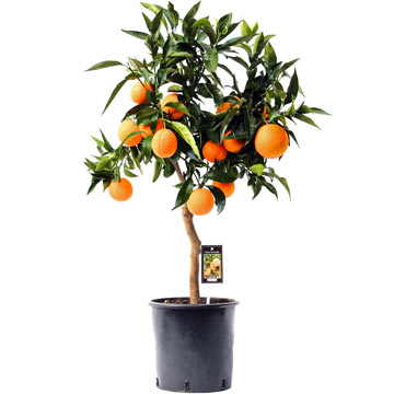 Апельсиновое дерево 21/70 см., спелые плоды