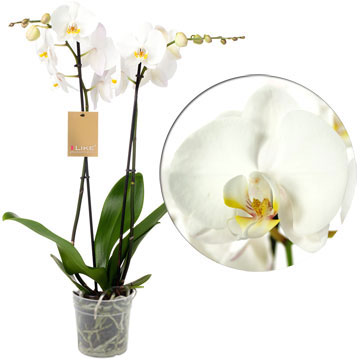Орхидея фаленопсис Premium белая