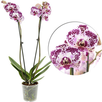 Орхидея фаленопсис Sugar & Spice, 12/65 см.