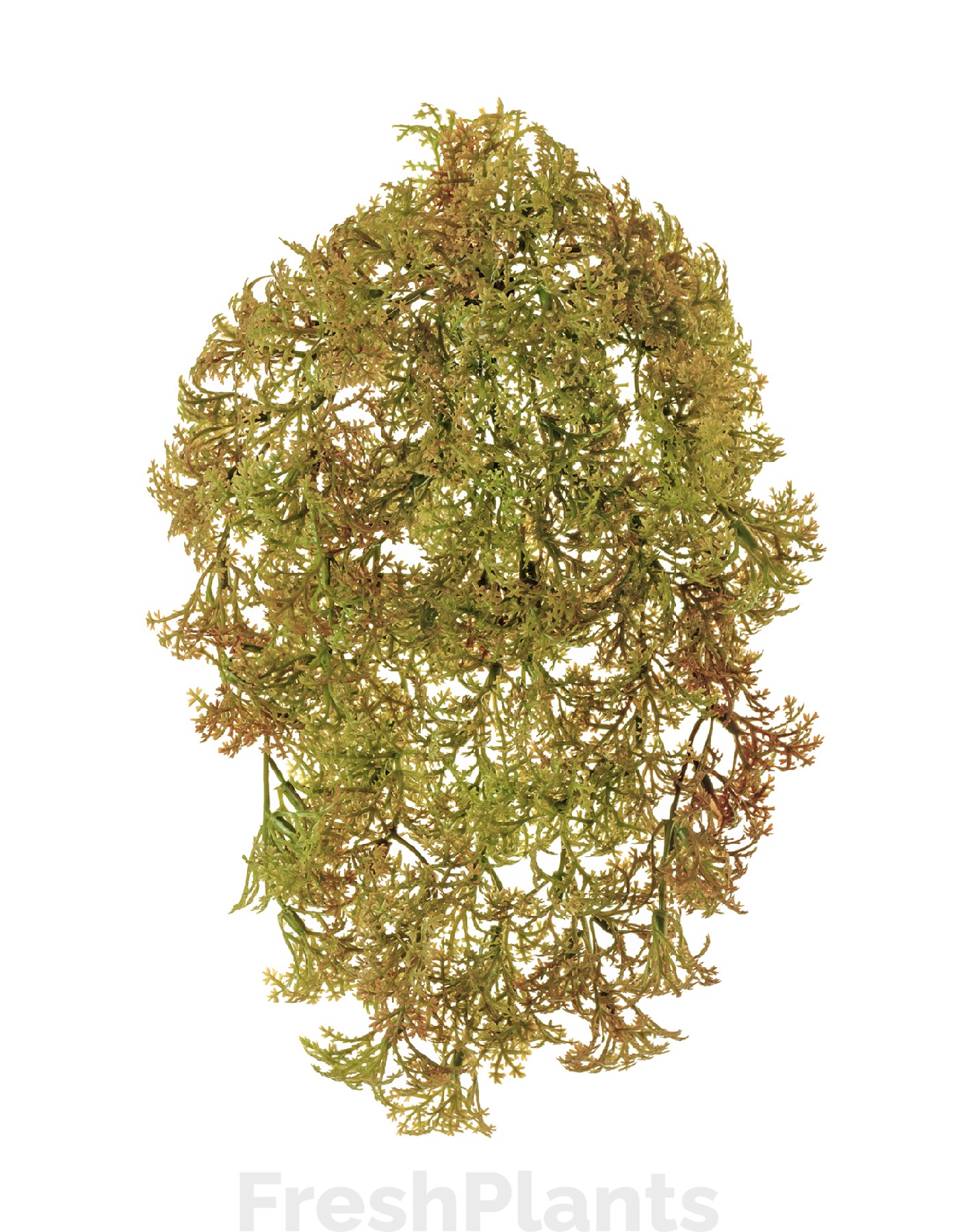 Ватер-грасс (Рясковый мох) куст светло-коричнево-зелёный искусственный 20.071617-BR