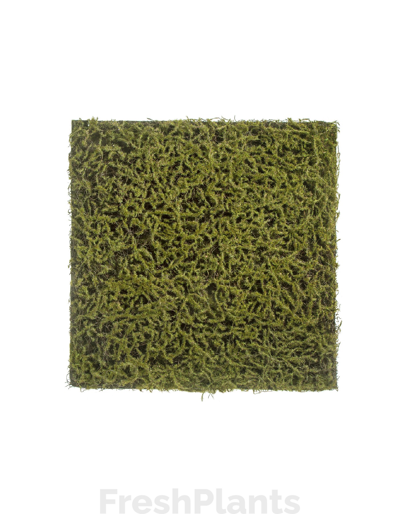 Мох Сфагнум Fuscum оливково-зелёный (полотно) искусственный 20.0820412S
