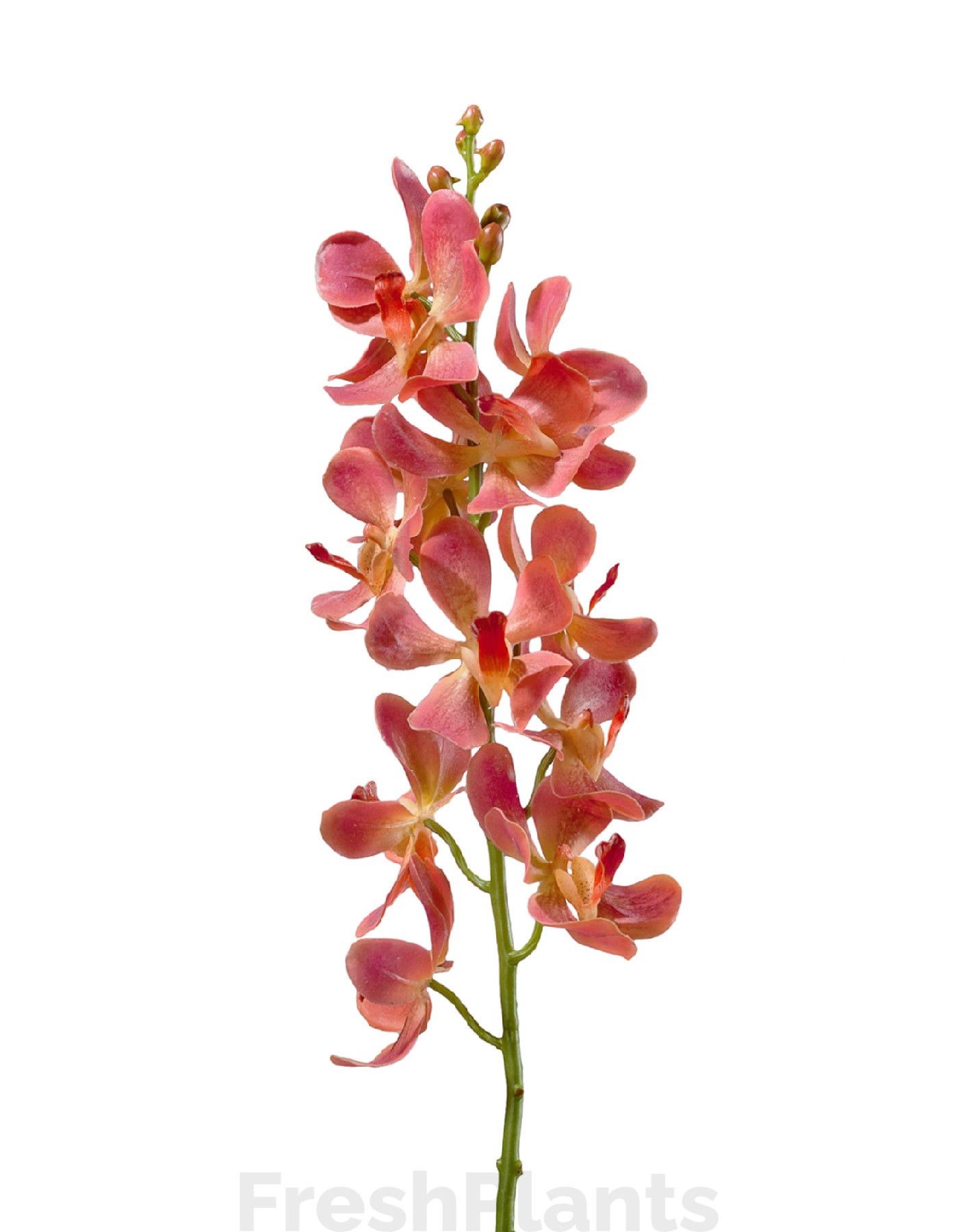Орхидея Дендробиум кораллово-розовая искусственная 30.0610049LOR