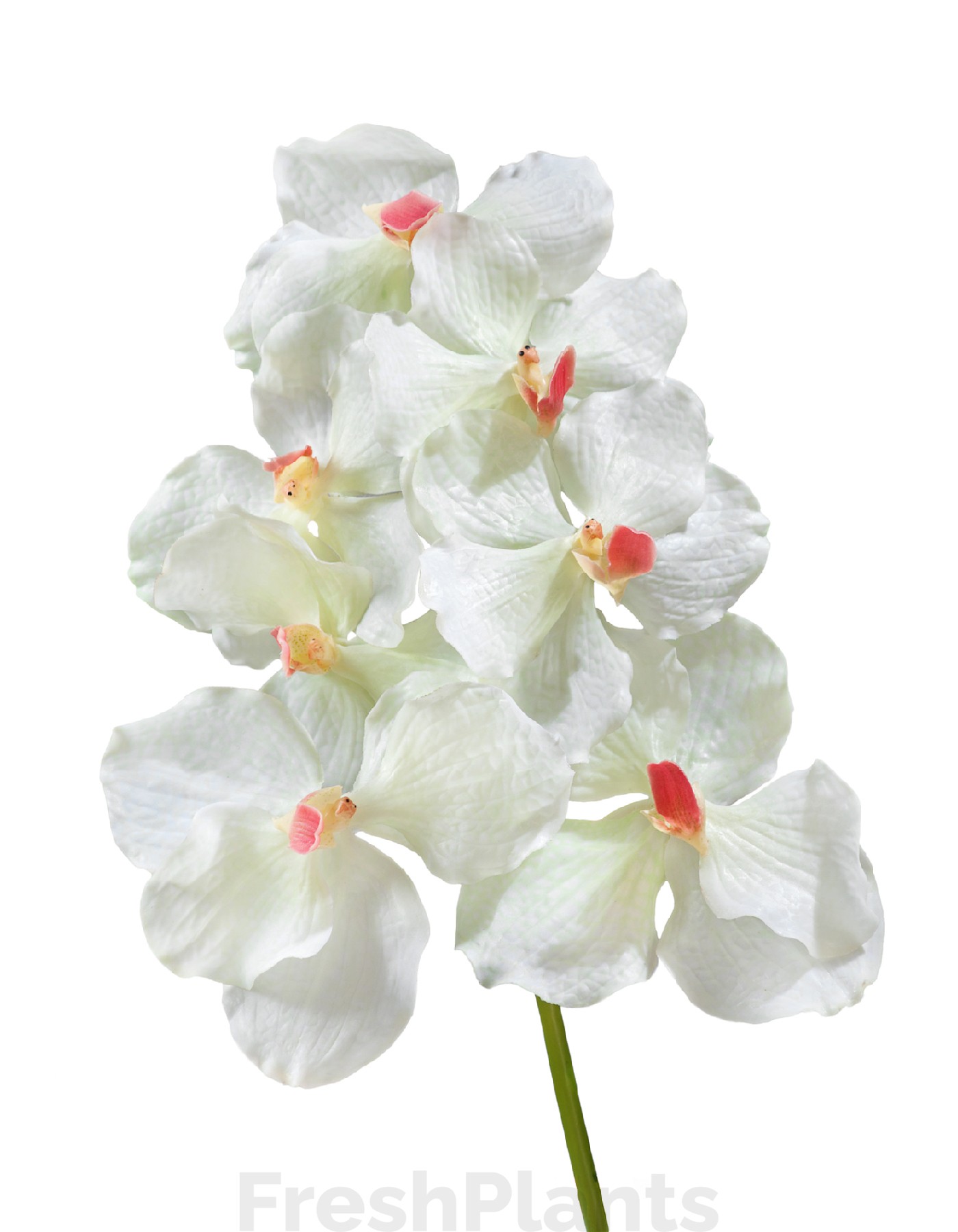 Орхидея Ванда белая с роз. сердцевинкой искусственная 30.0611083CR