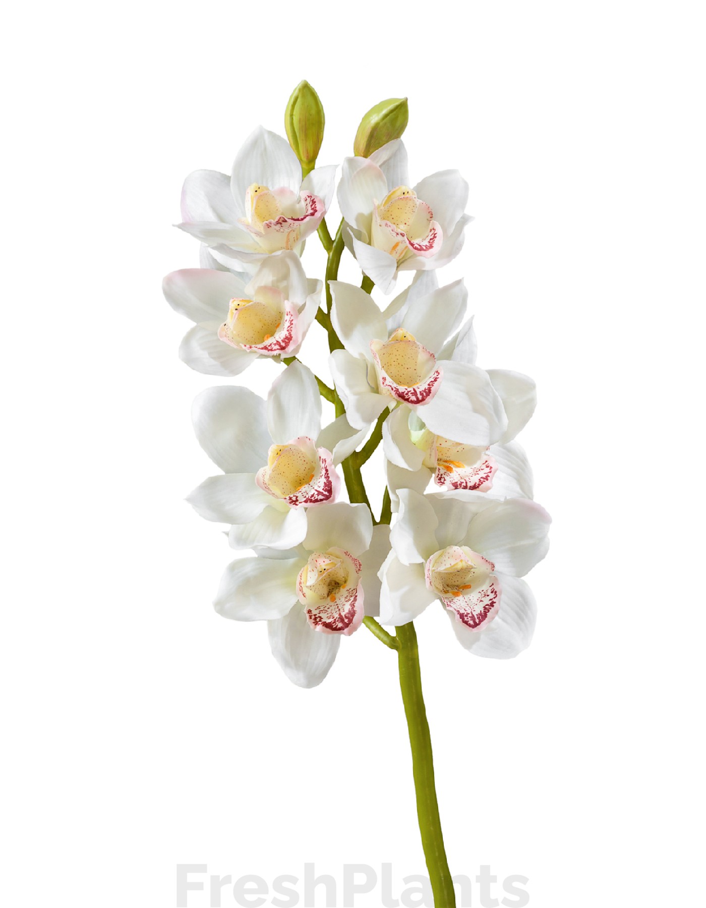 Орхидея Цимбидиум белая ветвь средняя искусственная 30.0611085WH