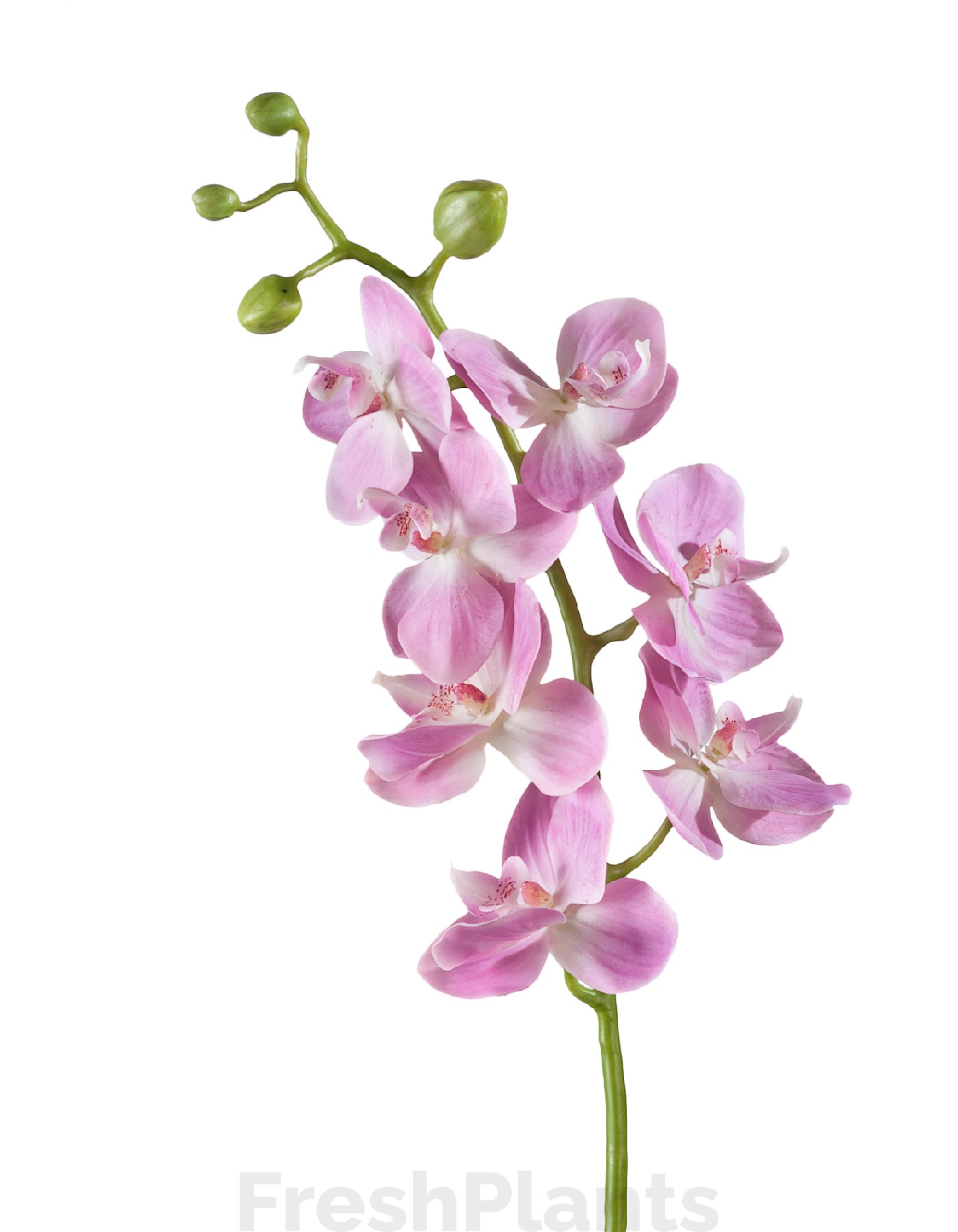 Орхидея Фаленопсис Элегант розово-белая искусственная 30.0611087LPK