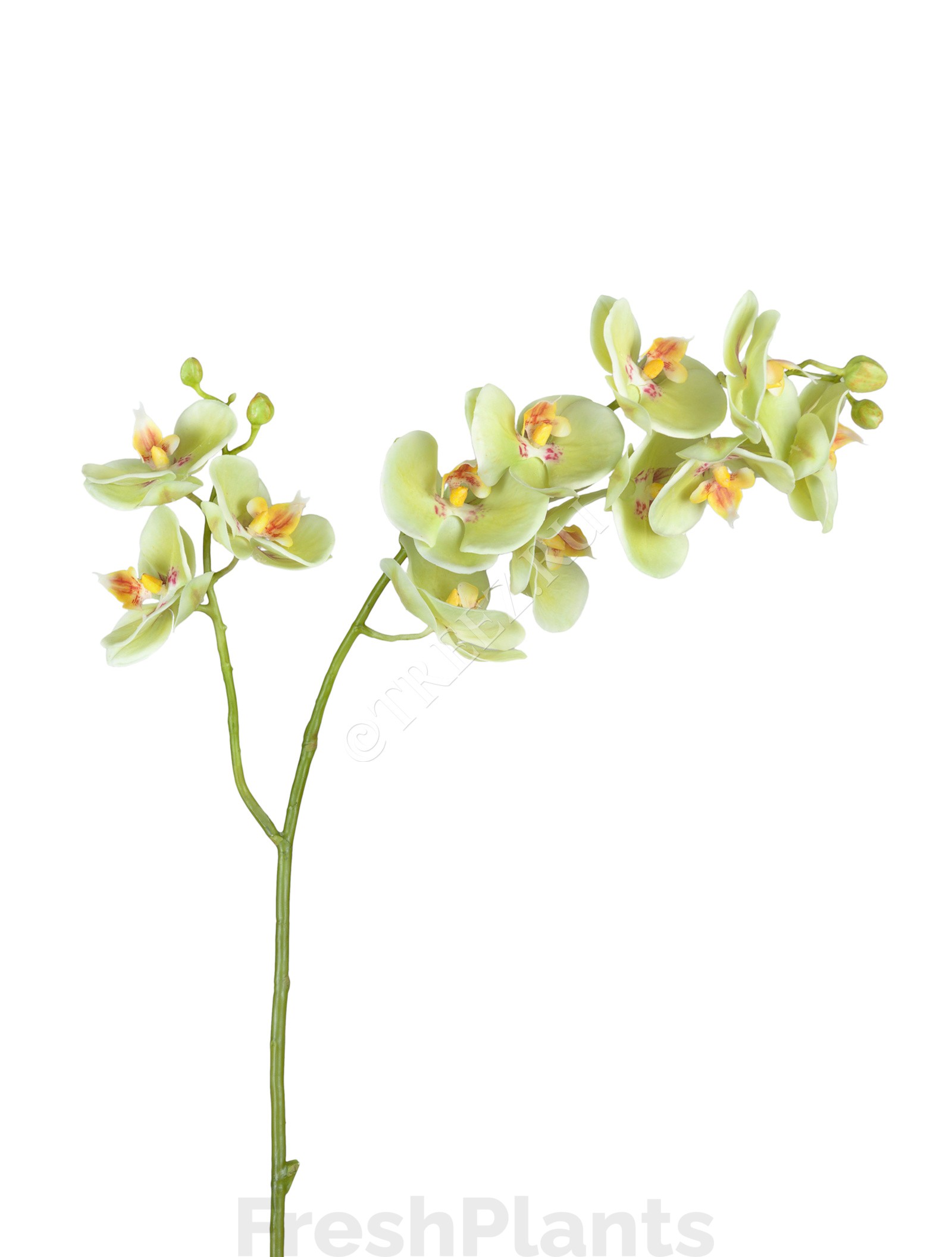 Орхидея Фаленопсис св.лайм ветвь двойная искусственная 30.0614165LYG