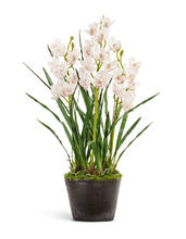 Орхидея Цимбидиум куст белый 3 ветки с имитацией земли (без кашпо) искусственный 20.0619233WH