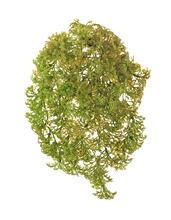 Ватер-грасс (Рясковый мох) куст св.зелёный со св.коричневым искусственный 20.071617-LG