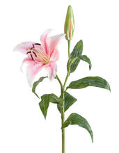 Лилия бело-розовая в-63 д-14 см 1цв 1бут искусственная 30.03070035_1_prime, 30.03070035/1