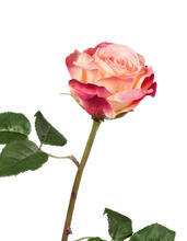 Роза Верди нежно-персиковая с темно-малиновым искусственная 30.03150253YPK