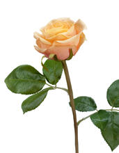 Роза Флорибунда Мидл крем-персик д-8 см искусственная 30.0611075OCR