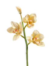 Орхидея Цимбидиум ветвь нежно-золотистая малая искусственная 30.0611084YL