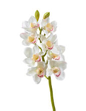 Орхидея Цимбидиум белая ветвь средняя искусственная 30.0611085WH