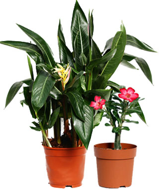 Экзотические комнатные растения и цветы