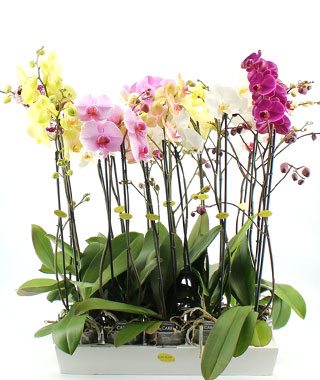 Лучшие сорта орхидей на FreshPlants.ru