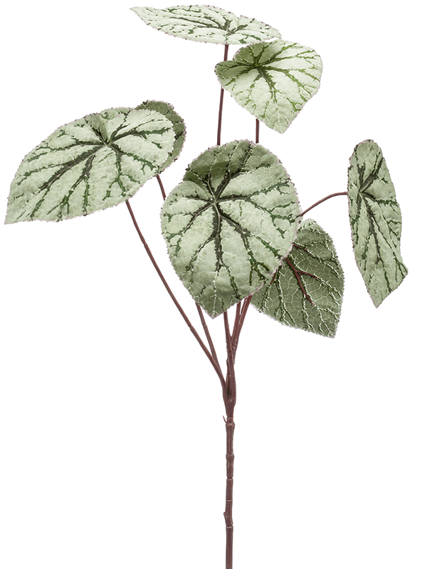 30/begonia-8ee423566