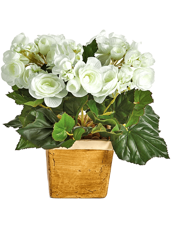 30/begonia-8fw1087cr