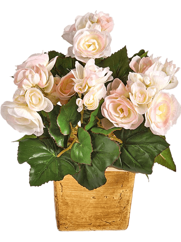 30/begonia-8fw1087p