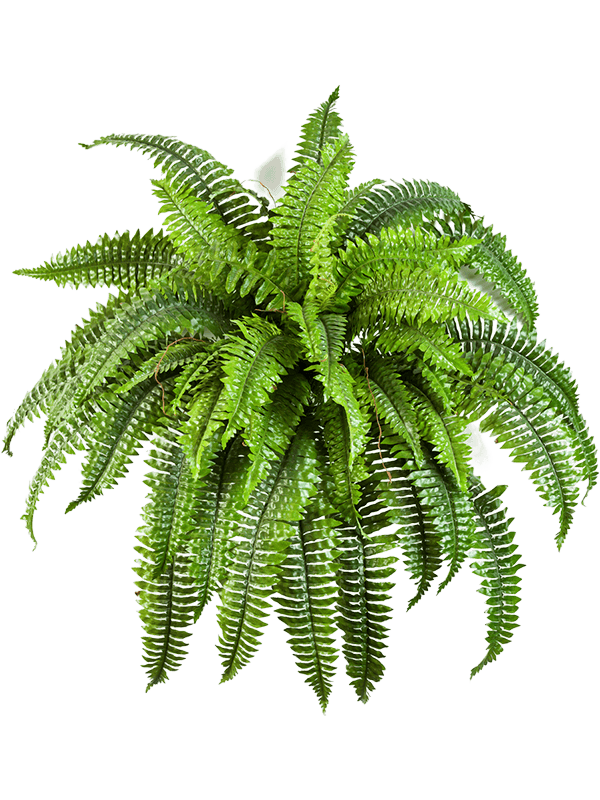 30/boston-fern-8fw1324n