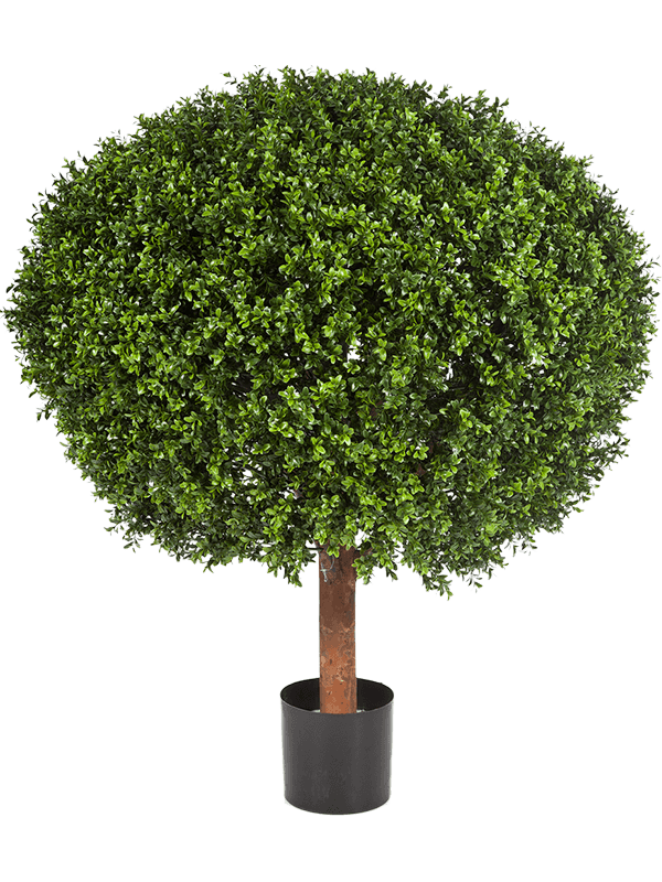 30/boxwood-8fw445xxl