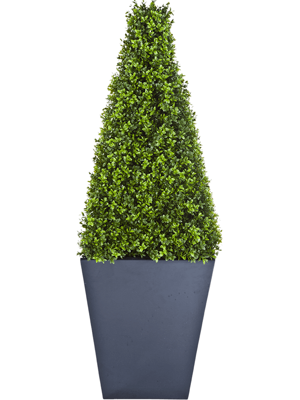 30/boxwood-pyramide-8fw44804n