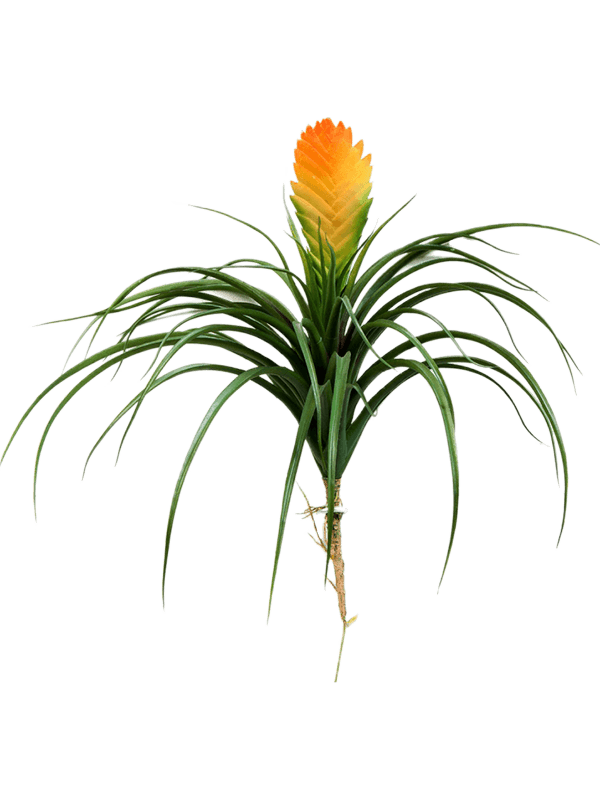30/bromelia-vriesia-8fw01120l